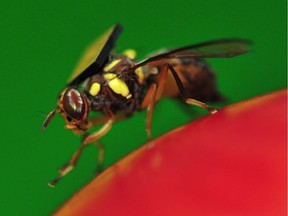 A handout photo obtained from CSIRO on March 21, 2014 shows a Queensland fruit fly with a 1.5-millimetre sensor attached to its back. Scientists have hit on a new way to combat one of Australia's worst pests -- create a male-only line.  The eight millimetre-long Queensland fruit fly is so prevalent and adept at destroying crops it is threatening the nation's 6.2 billion USD (6.9 billion AUSD) horticultural industry. Australian scientists at the government-run Commonwealth Scientific and Industrial Research Organisation are now exploring how feeding certain genes to larvae can alter the DNA so the flies grow into sterilised males whether they start out as male or female.