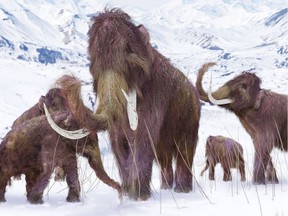 An illustration of a family of Woolly Mammoths grazing on what is left of the grasses as winter approaches in this ice age scene.