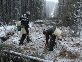 Tree planters work on a cutline south of Grande Cache last December in the first government-led seismic line restoration efforts under a plan to save woodland caribou.