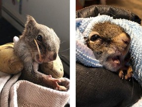 A squirrel named Bucky, shown in handout photos, is back to chomping on seeds and nuts after a woman on a ranch northwest of Edmonton was able to cut back his overgrown teeth.Jannet Talbott of the Double J Freedom Ranch near Barrhead had been grinding up finch food for the squirrel because it was struggling to eat and had grown quite thin.