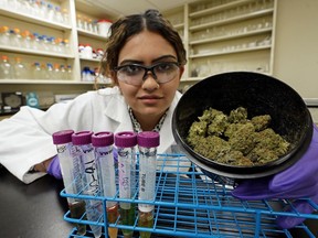 Arshdeep Brar, a lab analyst/technologist, tests some cannabis buds and oil extracts at Keystone Labs, a Health Canada accredited testing facility for medical cannabis, pharmaceutical, biotechnology, medical device and nutraceutical related industries in Edmonton, which was recently acquired by American company Evio.