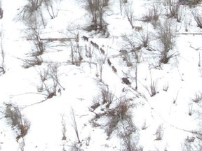 Drone footage shows a group of wild boar pacing through the snow in northern Alberta. Supplied photo