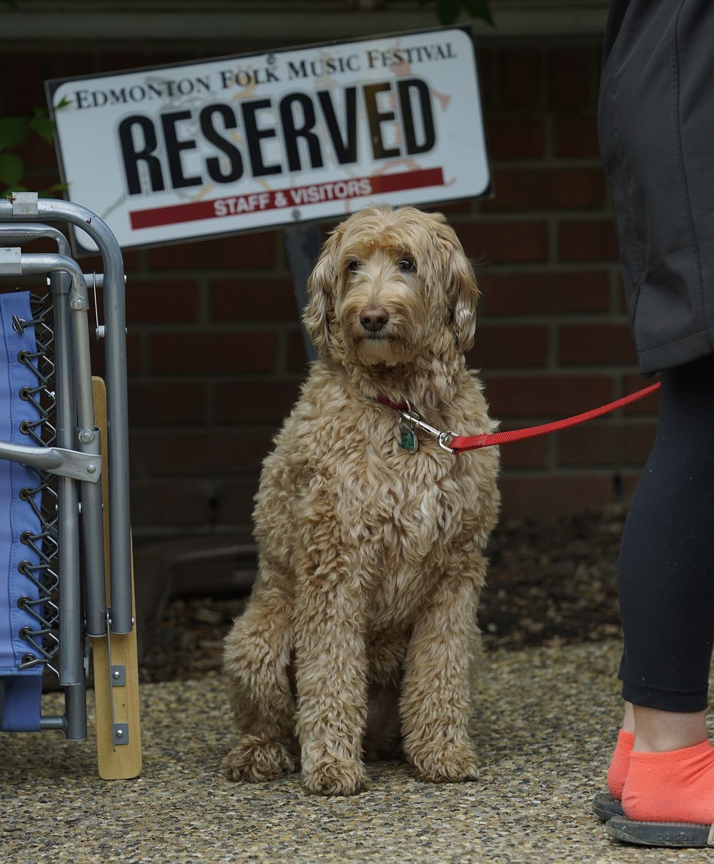 Hundreds line up to purchase Edmonton folk fest tickets Edmonton Journal
