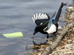 A magpie looks for nesting material on a warm day at Rundle Park in Edmonton, on Monday, March 14, 2018.