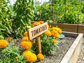 Raised planters can be a great spot to grow vegetables, but Gerald Filipski recommends using quality potting mix rather than regular soil or peat moss.