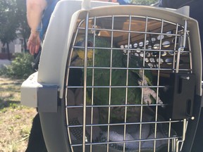 An Edmonton fire crew helped rescue Inca, a parrot stuck in a tree on Thursday, June 28, 2018.