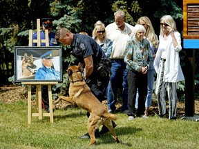 Edmonton Police Service (EPS) Constable Daniel Heigh and Police Service Dog "Beny" helped to officially open Sergeant Maynard "Val" Vallevand Park in west Edmonton on Friday June 22, 2018. The park is named after Maynard Vallevand, the founder of the Edmonton Police Service Canine Unit. Members of the Vallevand family (background) also attended. (PHOTO BY LARRY WONG/POSTMEDIA)