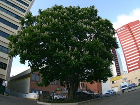 A sprawling horse chesnut tree brings some life to an alley south of Jasper Avenue. Chestnut trees can thrive in the Edmonton area if properly cared for.