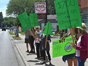A rally in support of protecting the large American elms was held on Stony Plain Road in Glenora on Friday, June 29, 2018. Edmonton has the largest concentration of American elms than any other place in North America. At least 150 in Glenora are scheduled to be destroyed by the West Valley LRT route along with over 1,500 more being removed and at risk of being removed.