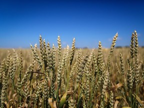 Perhaps the Japan-buys-wheat story would have made the front page if somebody had finally solved the mystery of where that genetically modified wheat growing wild by the side of the road had come from, suggests columnist Graham Thomson.