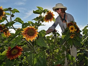 Volunteer Jo-Ann Hope picks sunflowers on Tuesday, July 17, 2018 to be sold at the Green and Gold Community Garden at University of Alberta south campus farm. The volunteer-run, garden is celebrating its 10th anniversary this month and all proceeds from the produce sales go to a women's project in Rwanda.