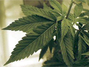 Marijuana plants grow at LifeLine Labs in Cottage Grove, Minn.in a June 17, 2015 file photo. Jim Mone/THE ASSOCIATED PRESS