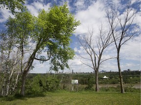 Two dead Elm trees (right) stand beside a live Elm tree near Valleyview Drive and 91 Avenue, in Edmonton Friday May 26, 2017. Photo by David Bloom