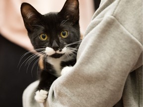 Visitors to the Edmonton Humane Society, 13620 163 St., hold kittens in the adoption display area, Tuesday Aug. 15, 2017.