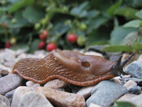 Lien Luong, PhD, is collecting slugs to identify their natural enemies and develop them as a form of biological control.