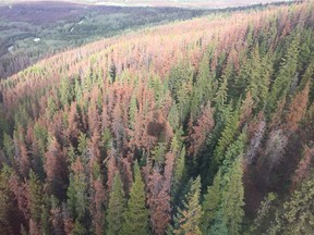 The mountain pine beetle has affected nearly half of the pine forests in Jasper National Park as of the winter of 2017-18.