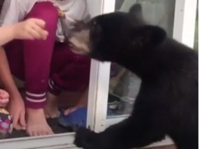 A North Shore family posted videos of them feeding black bears to Instagram.