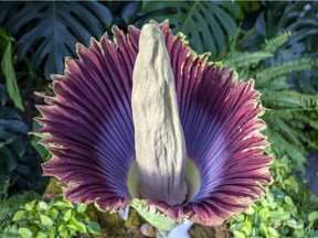 A corpse flower blooms at Frederik Meijer Gardens and Sculpture Park in Grand Rapids, Mich., Thursday, July 12, 2018. A unique and exotic tropical plant, acclaimed for its size and abhorred for its smell, is blooming at a Vancouver conservatory.