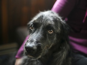 Aspen, a 12-year-old golden retriever/Australian Shepherd mix, is being administered cannabidiol by his owners after he was diagnosed with bone cancer and had a leg amputated more than a year ago.