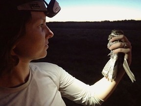 Biologist Elly Knight holds a nighthawk in a handout photo. Researchers at the University of Alberta are part of a team that have tracked the mysterious lover of the evening sky from their breeding grounds north of Fort McMurray all the way down to Brazil.