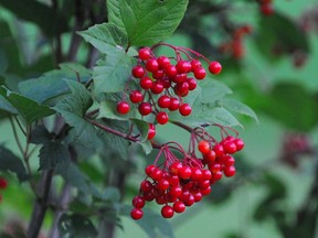 High bush cranberries are included in a free package of native plants for the winner of a Root for Trees contest.