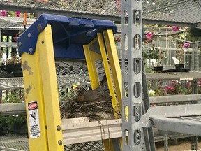 An American Robin nesting on a ladder step in the Garden Centre at Canadian Tire in Kanata. Photo by Bruce Di Labio for Tom Spears story