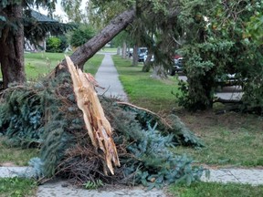 A tree is cracked and fallen on 76 Street NW in the Holyrood neighbourhood in Edmonton after a storm on July 20, 2018.
