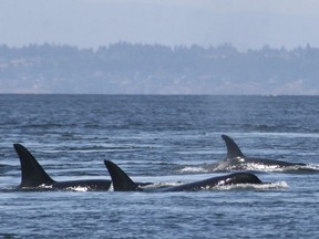 A new orca has died soon after being born to the endangered killer whales that frequent the coastal waters of B.C. and Washington state. In this undated photo provided by the University of Washington, Southern resident killer whales swim off the coast of San Juan Island, Wash.