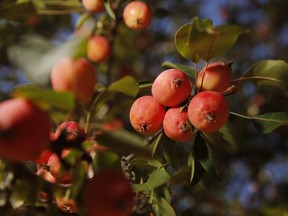 Transplant your crabapple trees during the spring or fall to help them thrive in their new location.