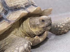 A tortoise found wandering the streets near the Royal Alexandra hospital has been turned into Animal Care & Control Centre on July 26, 2018. The reptile is estimated to be about 10 years-old. Shaughn Butts / Postmedia