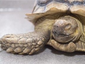 A tortoise found wandering the streets near the Royal Alexandra hospital was turned into the animal care and control centre on Thursday, July 26, 2018. The reptile is estimated to be about 10 years old.