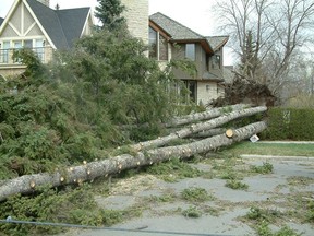 Trimming or removing exposed spruce tree roots can cause stability problems and increase the risk of trees blowing over.