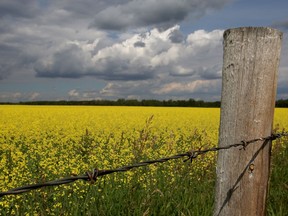 Storm clouds gather above a field of ripening canola near Edmonton on a July afternoon. File photo.