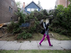 A pedestrian walks past the storm damage at a home along 86 Avenue near 110 Street, in Edmonton Thursday Aug. 2, 2018. The home was boarded up prior to the storm, but the tree also managed to hit an occupied home next door. Photo by David Bloom