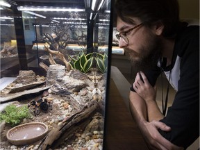 Live Animal Technician Brody Bergen looks at a Mexican redknee tarantula in its enclosure at the new downtown Royal Alberta Museum, in Edmonton Tuesday Aug. 21, 2018. The tarantula is the first member of the museum's invertebrate collection to be moved into the new museum.