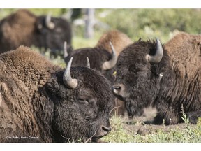 Postmedia Calgary. Bulls of the Banff National Park bison herd relax in the summer sun. Photo courtesy of Dan Rafla / Parks Canada.