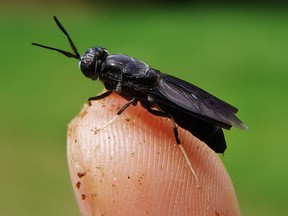 Adult Black Soldier Fly could be part of the solution for "food of the future."