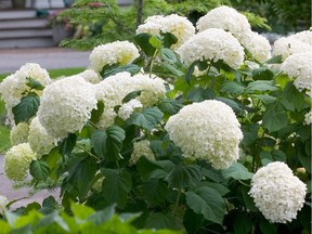 'Annabelle' hydrangeas are hardy enough to grow in the Edmonton area and provide a pop of colour with large flowers through late summer.