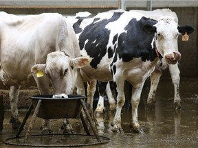 Some dairy cows on Graham Jespersen's dairy farm located in Parkland County, west of Edmonton. File photo.