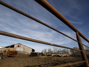 Cattle are seen on a farm in Leduc County, Alta., on Tuesday March 29, 2016. File photo.