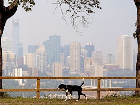 It was a dog/fog day afternoon in downtown Edmonton, especially for this dog who was taking a stroll on Saskatchewan Drive on Tuesday August 14, 2018.
