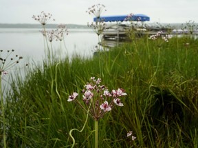 Flowering rush growing at Isle Lake, west of Edmonton.