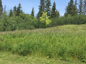 A slope in MacKinnon Ravine where almost all plants visible are non-natives. Supplied by P.J. Cotterill.