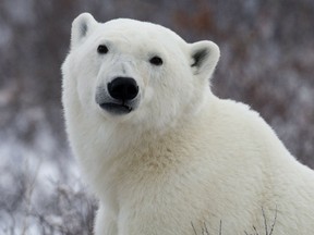 A polar bear poses for the camera as he waits for the Hudson Bay to freeze over near Churchill, Man. Wednesday, Nov. 7, 2007. A Nunavut man has died while protecting his children from a polar bear. Relatives say thirty-one-year-old Aaron Gibbons was on an island about 10 kilometres from the hamlet of Arviat along the west coast of Hudson Bay with his children when the bear attacked.