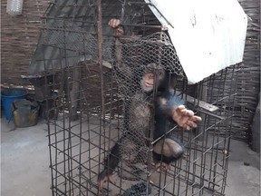 Spencer Sekyer is travelling to Guinea-Bissau to help transport Simon the chimpanzee to an animal sanctuary.