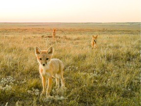 A family of swift foxes, a species previously extirpated from Canada, has been found south of Medicine Hat.