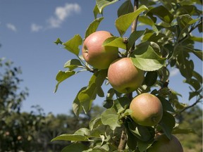 Honeycrisp apple trees are biennial producers, meaning they can offer plenty of fruit one year and nothing the next.