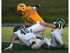 University of Alberta Gold Bears quarterback Brad Baker (11) gets sacked by University of Regina Rams Layne Hull (40) and Robbie Lowes (32) during Canada West football action at Foote Field in Edmonton, September 7, 2018.