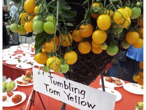 Tumbling Tom Yellow, a hybrid cherry tomato variety, on display at the 2018 Tomato Extravaganza, held at The Enjoy Centre on Monday, Sept. 3.