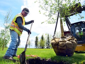 When transplanting a tree, Gerald Filipski recommends digging a hole deep and wide enough to accommodate the rootball and water the roots in well.